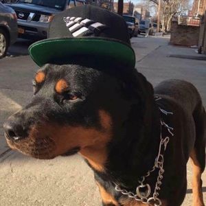 Meet your Posher, Damian